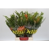 BQ Cape Greenmix