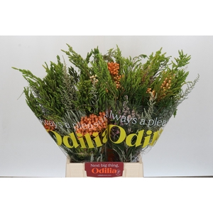 BQ Cape Greenmix