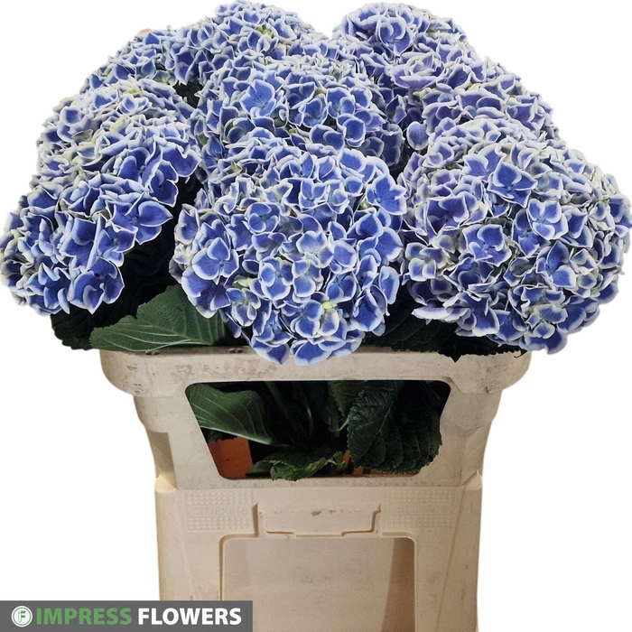 <h4>HYDR M BEAU DALI</h4>