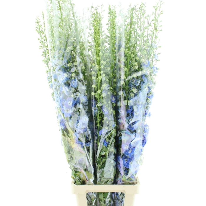 <h4>Delphinium Aurora Blue Super</h4>