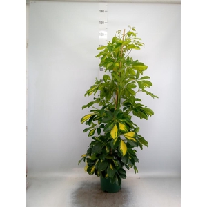 Schefflera arbor. 'Dalton'