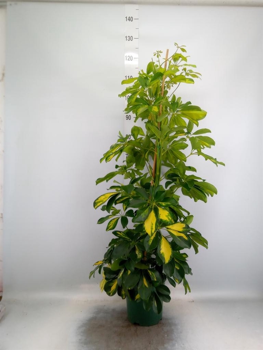 <h4>Schefflera arbor. 'Dalton'</h4>