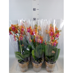 Phalaenopsis multi.   ...orange