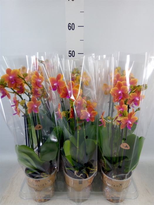 <h4>Phalaenopsis multi.   ...orange</h4>