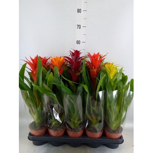 Guzmania   ...mix