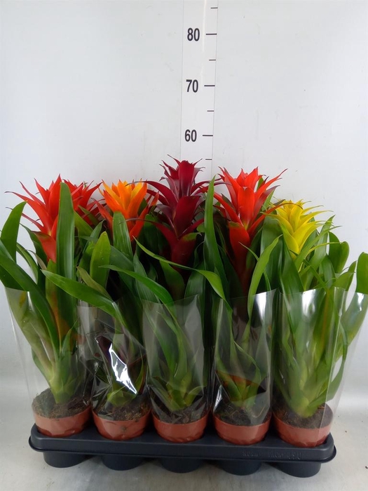 <h4>Guzmania   ...mix</h4>