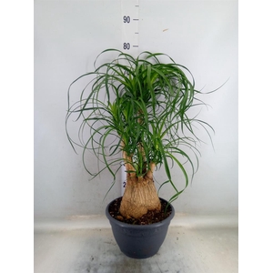 Beaucarnea recurvata