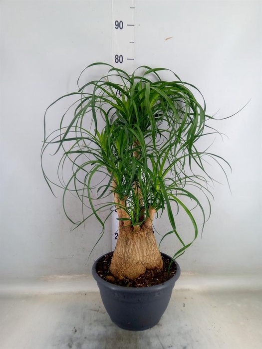 <h4>Beaucarnea recurvata</h4>