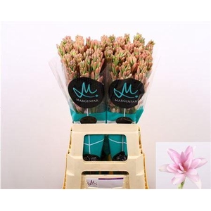 Polianthes Elle Pink