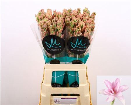 <h4>Polianthes Elle Pink</h4>