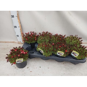 SAXIF AR TOUR DP RED