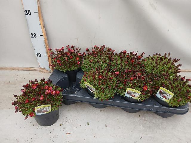 <h4>SAXIF AR TOUR DP RED</h4>