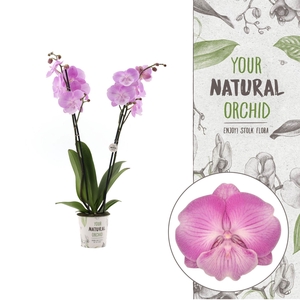 Limited | Manta Socorro 2 spike | Your Natural Orchid