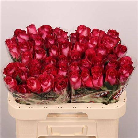 <h4>R Gr Nicoletta</h4>