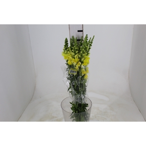 BOCA DE LEAO POTOMAC YELLOW 070 CM