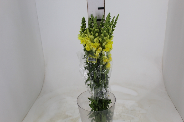 <h4>BOCA DE LEAO POTOMAC YELLOW 070 CM</h4>