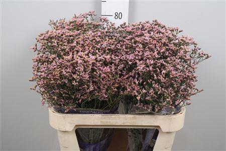 <h4>Limonium sinense 'Pink Activa'</h4>