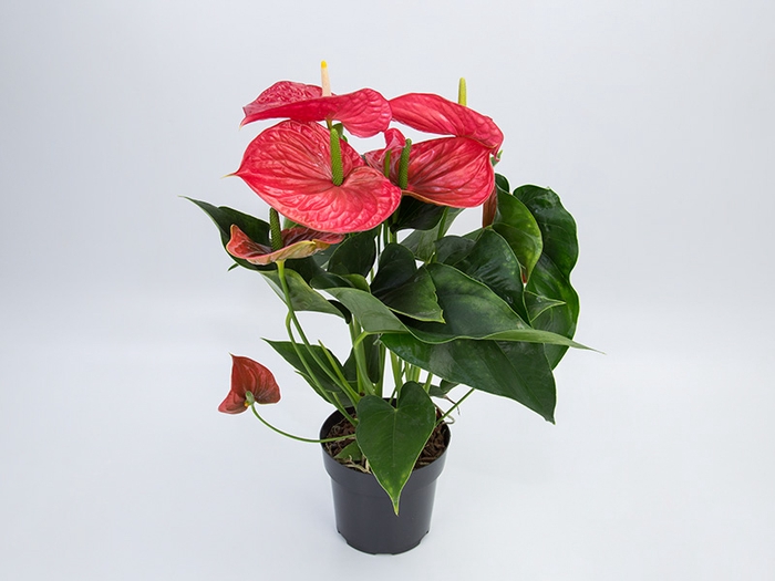 <h4>ANTHURIUM MICHIGAN P17</h4>