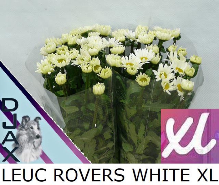 <h4>Leucan vulg Rovers White</h4>