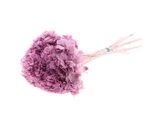 Bunch Hydrangea Pres.L30