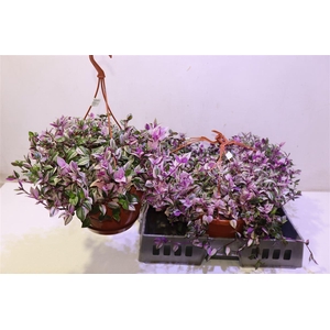 arr8 Trad Fl Quadricolor In Hangpot