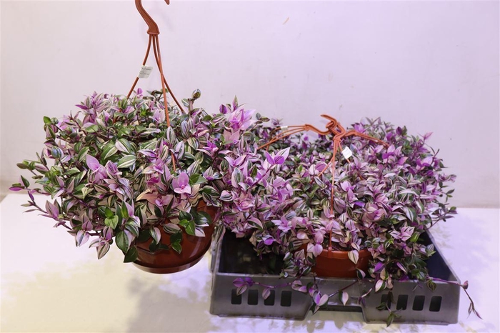 <h4>arr8 Trad Fl Quadricolor In Hangpot</h4>