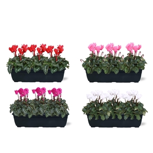 Cyclamen Ton sur Ton in trio balkonbak 4 kleuren 40cm