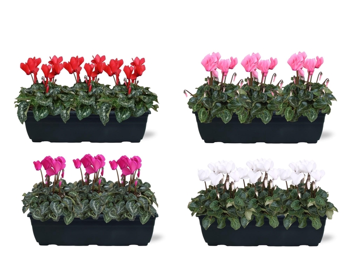<h4>Cyclamen Ton sur Ton in trio balkonbak 4 kleuren 40cm</h4>