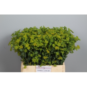 BUPLEURUM ROTUNDIFOL