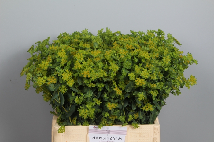 <h4>BUPLEURUM ROTUNDIFOL</h4>