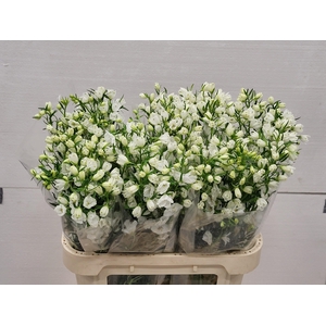 DELPH EN M SIL WHITE