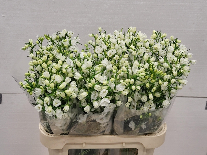 <h4>DELPH EN M SIL WHITE</h4>