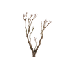 Syringa Branch Extra Caussade