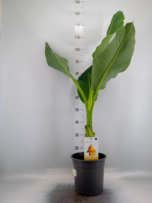 <h4>Musella lasiocarpa</h4>
