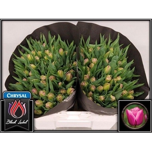 Tulipa do double princess