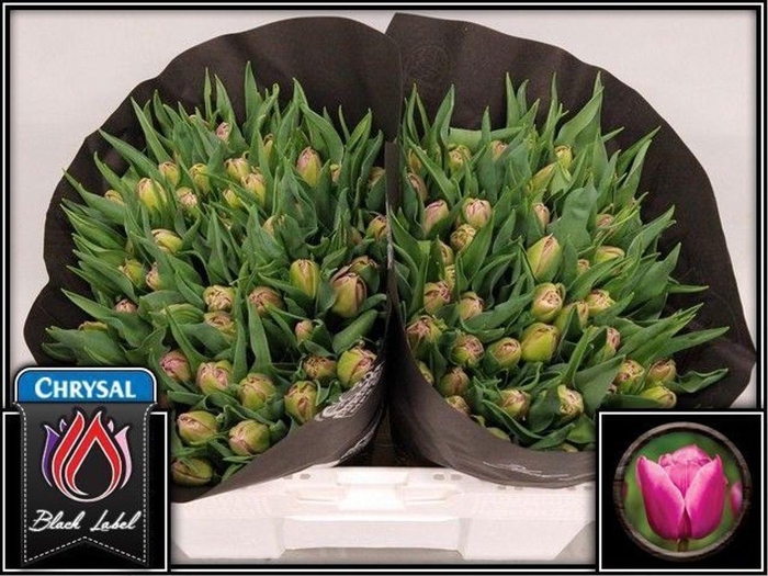 <h4>Tulipa do double princess</h4>