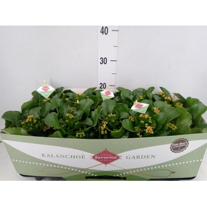 Kalanchoe blos. 'Favor Bella Rosa'