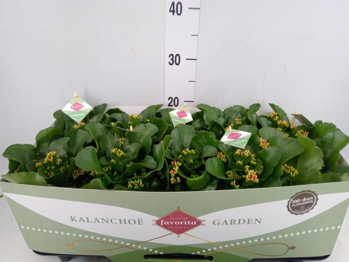 Kalanchoe blos. 'Favor Bella Rosa'