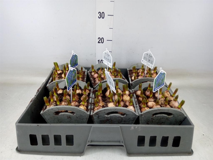 <h4>Arr.  Muscari L%</h4>