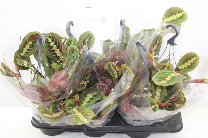 Maranta Fascinator Hangpot