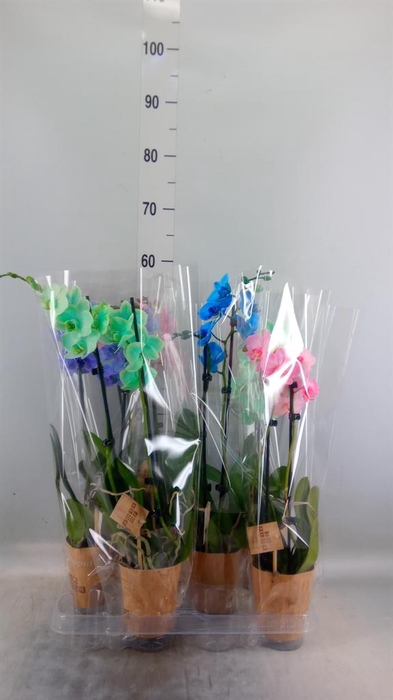 <h4>Phalaenopsis ...</h4>