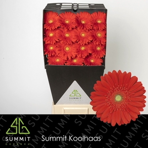 Gerbera Red Explosion Diamond