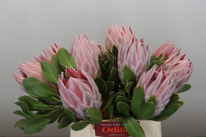 <h4>Protea Cynaroides</h4>
