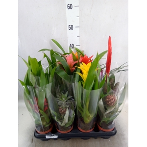 Bromelia   ...mix