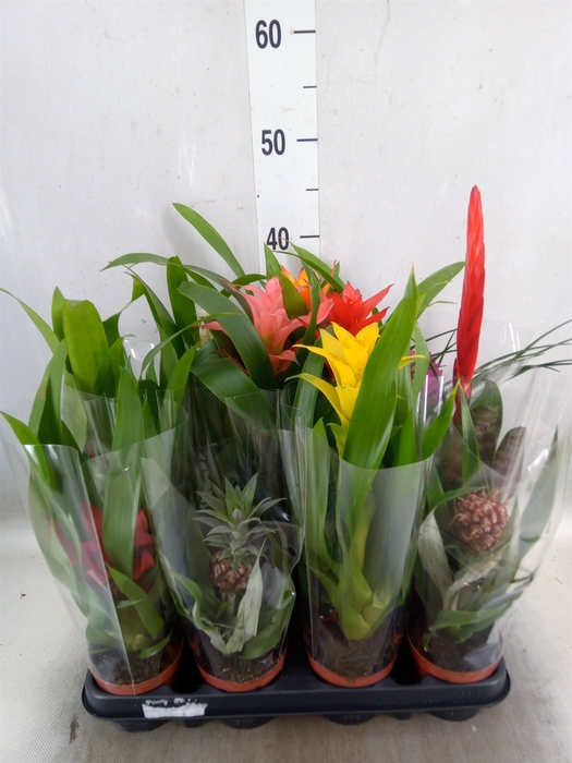<h4>Bromelia   ...mix</h4>