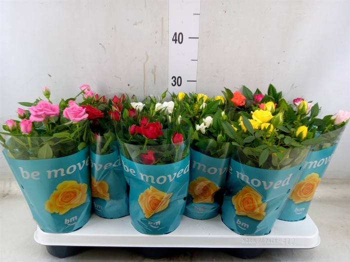 <h4>Rosa  'Beau Monde'   ...mix 7</h4>