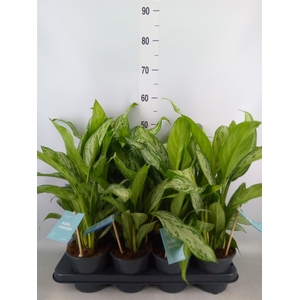 Aglaonema comm. 'Silver Queen'