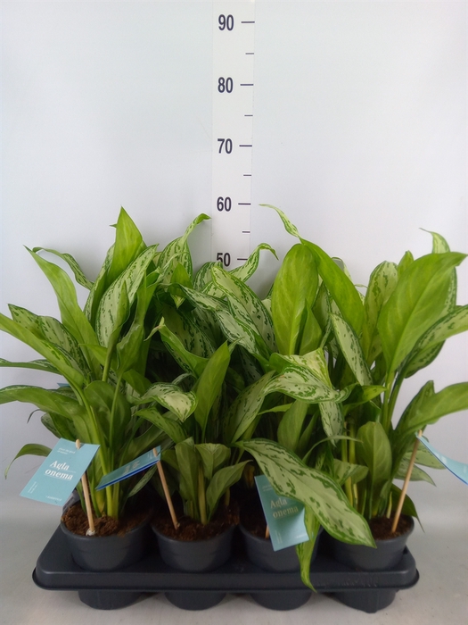 <h4>Aglaonema comm. 'Silver Queen'</h4>
