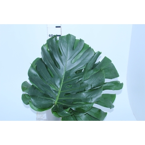 FOLHAGEM MONSTERA DELICIOSA