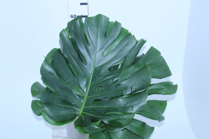 FOLHAGEM MONSTERA DELICIOSA